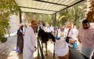 قافلة بيطرية بالغربية تستهدف تقديم الخدمات البيطرية لـ 1614 طائرا وماشية