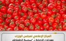 الوزراء: معدلات الإصابة بسوسة الطماطم في الحدود الطبيعية