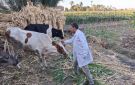 محافظ المنيا: تحصين 185 ألفا و841 رأس ماشية ضد الحمى القلاعية والوادي المتصدع - eg
