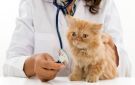 لافتات تنزع وعيادات تغلق وأحكام تنشر.. كيف يعاقب القانون مخالفي مهنة الطب البيطري؟ - eg