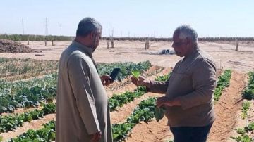 اسأل واستشير تواصل النزول للحقول ورفع كفاءة زراعات الزيتون بسيناء اسأل واستشير تواصل النزول للحقول ورفع كفاءة زراعات الزيتون بسيناء