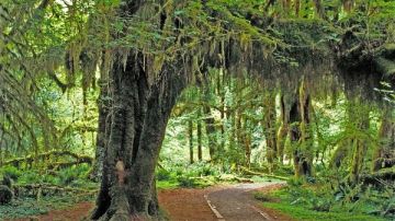 دراسة : زراعة الأشجار بشكل استراتيجي تساهم في خفض انبعاثات الكربون