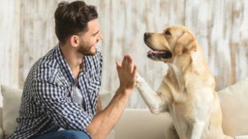 هل وجود الكلب داخل المنزل للحراسة يمنع دخول الملائكة؟.. الإفتاء تجيب