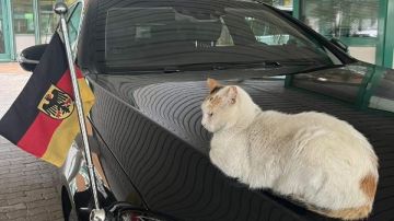 السفير الألماني بالقاهرة.. بعد اذن القطة عندي ميعاد مهم 