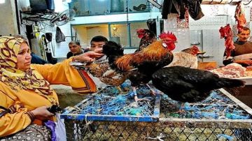 زيادات غير مبررة.. شعبة الدواجن: سعر الكيلو العادل للمستهلك لا يتخطى 85 جنيها زيادات غير مبررة.. شعبة الدواجن: سعر الكيلو العادل للمستهلك لا يتخطى 85 جنيها