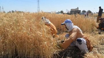 وزير التموين: مصر تستهلك ما يقارب 20 مليون طن قمح