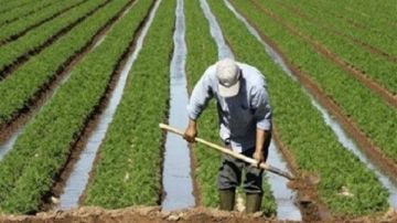 تحذير عاجل للمزارعين.. انخفاض الحرارة إلى 7 درجات ليلا والنباتات مهددة