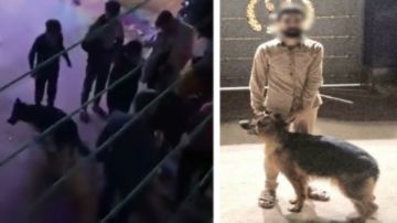 روع المارة بكلب فى الإسكندرية.. المتهم يواجه الحبس 5 سنوات بالقانون