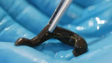 إحباط محاولة تهريب عشرات الآلاف من الديدان في تركيا.. ما القصة؟ إحباط محاولة تهريب عشرات الآلاف من الديدان في تركيا.. ما القصة؟