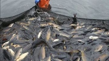 بإنتاج 21 طنا من 5 أفدنة.. جهاز البحيرات يواصل حصاد مزرعة المنزلة بنجاح