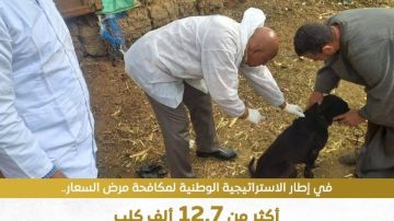 تحصين 12.7 كلب.. الزراعة تواصل حماية المواطنين والرفق بالحيوان تحصين 12.7 كلب.. الزراعة تواصل حماية المواطنين والرفق بالحيوان