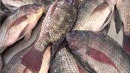 حشرة في الأسماك تثير الجدل.. طبيبة بيطرية تحسم الحقيقة