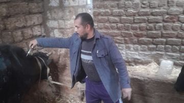 أسيوط.. تحصين 30 ألف رأس ماشية وتنفيذ 600 لجنة ميدانية خلال أسبوع