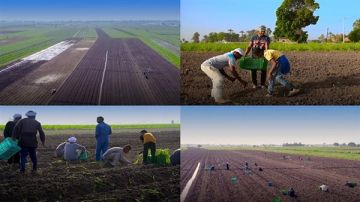 سمير أحمد: نظم الحياة الزراعية تعتمد على بيئة متكاملة للكائنات الحية فيديو سمير أحمد: نظم الحياة الزراعية تعتمد على بيئة متكاملة للكائنات الحية فيديو