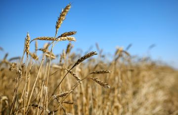 السفير الروسي: روسيا صدرت أكثر من 8 ملايين طن من القمح إلى مصر خلال عام السفير الروسي: روسيا صدرت أكثر من 8 ملايين طن من القمح إلى مصر خلال عام