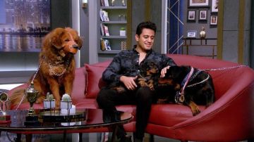 بعض الكلاب بـ 6 ملايين جنيه مدرب كلاب شرسة يكشف أسرار الترويض بعض الكلاب بـ 6 ملايين جنيه مدرب كلاب شرسة يكشف أسرار الترويض