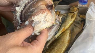 مصادرة طن و250 كيلو أسماك مدخنة مجهولة المصدر بالغربية مصادرة طن و250 كيلو أسماك مدخنة مجهولة المصدر بالغربية