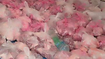 مصادرة 250 كيلو لحوم ودواجن غير صالحة للاستهلاك ومجهولة البيانات بالغربية مصادرة 250 كيلو لحوم ودواجن غير صالحة للاستهلاك ومجهولة البيانات بالغربية