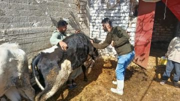 أسيوط.. تحصين 40 ألف رأس ماشية وتنفيذ 877 لجنة ميدانية خلال أسبوع أسيوط.. تحصين 40 ألف رأس ماشية وتنفيذ 877 لجنة ميدانية خلال أسبوع