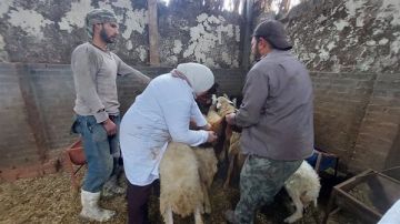 الزراعة: 241 قافلة بيطرية مجانية لدعم صغار المربين في 238 قرية خلال يناير 2026