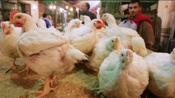  شعبة الدواجن تكشف أسباب ارتفاع الأسعار غير المبرر قبل رمضان 2026 عاجل