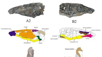 اكتشاف أول سمكة مفترسة بأسنان زاحفية في إفريقيا من العصر الطباشيري بواحة الداخلة