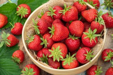 الفراولة المصرية تحقق إنجازا تاريخيا