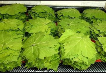 الكيلو وصل لـ 200 جنيه.. متى تنخفض أسعار ورق العنب؟