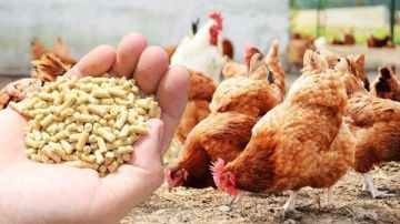 ما حكم استخدام علف الدواجن المحتوي على مخلفات الخنزير؟.. الإفتاء تجيب