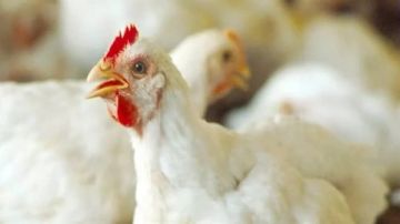 أسعار الدواجن والبيض اليوم السبت 7-2-2026 أسعار الدواجن والبيض اليوم السبت 7-2-2026