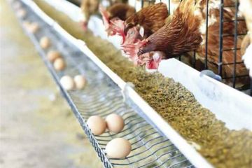 ارتفاع أسعار الدواجن وانخفاض اللحوم في مصر اليوم الاثنين