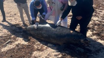 بعد بلاغ محميات البحر الأحمر .. دفن الدرفيل النافق في رأس غارب بعد بلاغ محميات البحر الأحمر .. دفن الدرفيل النافق في رأس غارب