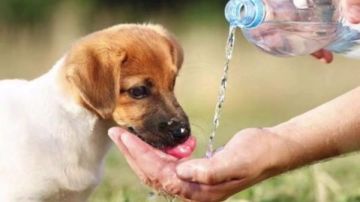 الأوقاف: أذى الحيوان سلوك يحاسب عليه الإنسان وليس أمرا بسيطا