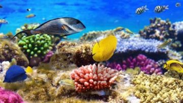 المحميات الطبيعية .. درع مصر لحماية التنوع البيولوجي ودعم البحث العلمي