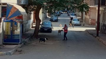 بيطري قنا ينجح في تحصين 86 كلبا ضالا ضمن حملة مكبرة