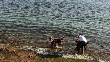 حين تعلمنا الكلاب درسا في حب البحر.. مشهد ملهم من شواطئ دهب