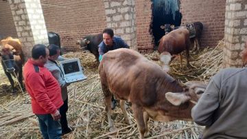 الخدمات البيطرية تنفذ التلقيح الاصطناعي لأكثر من 59 ألف رأس ماشية الخدمات البيطرية تنفذ التلقيح الاصطناعي لأكثر من 59 ألف رأس ماشية