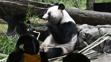 بسبب الصين.. اليابان خالية من الباندا للمرة الأولى منذ 1972 بسبب الصين.. اليابان خالية من الباندا للمرة الأولى منذ 1972