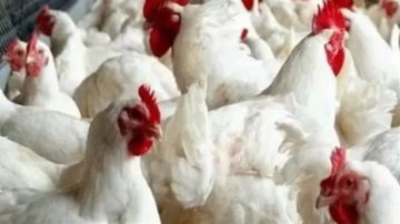 شعبة الدواجن تكشف عن السعر المنطقي للفراخ في السوق المصرية