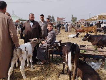 تحصين 190 ألف رأس ماشية بالغربية ضد الحمى القلاعية والوادي المتصدع