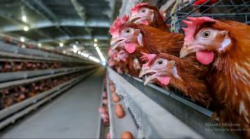  منتجي الدواجن : الأسعار ستعود إلى طبيعتها في أول أسبوع من رمضان