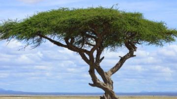 أخضر من الخارج وهش من الداخل.. كيف تغير الأشجار السريعة ملامح الغابات وتضعف درع الأرض المناخي؟