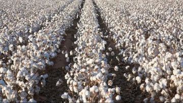 الزراعة تكثف أنشطتها الميدانية بـ 18 محافظة وتستعد لموسم القطن