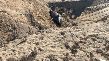 وفقا للاشتراطات الصحية.. وزيرة البيئة توجه بدفن الدرفيل النافق في رأس غارب وفقا للاشتراطات الصحية.. وزيرة البيئة توجه بدفن الدرفيل النافق في رأس غارب