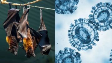 بعد نيباه... فيروس جديد يثير القلق في بنغلادش