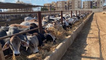 لزيادة الدخل وتربية الماشية.. كيف تستفيد من دعم الحكومة في مشروع البتلو؟