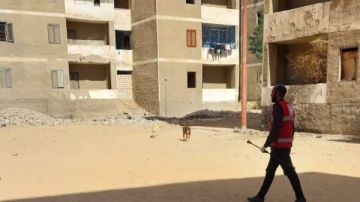 بيطري قنا : تحصين 128 كلبا ضالا لحماية الصحة العامة