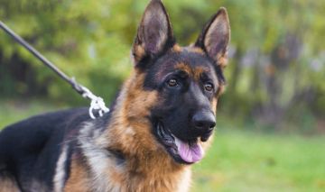 هل اقتناء الكلب داخل المنزل حرام؟.. أمين الإفتاء يجيب