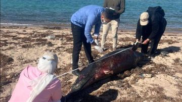 وزارة التنمية المحلية والبيئة تتخذ إجراءات آمنة للتخلص من درفيل نافق برأس غارب