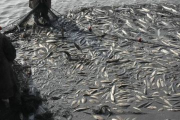 جهاز الثروة السمكية يعلن حصاد 32 طنا من الأسماك بمزرعة برسيق جهاز الثروة السمكية يعلن حصاد 32 طنا من الأسماك بمزرعة برسيق